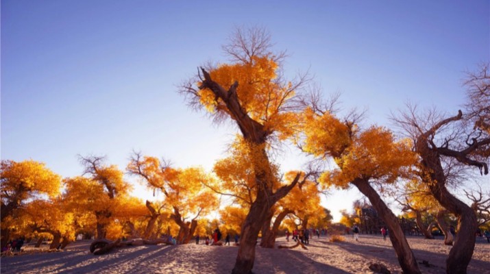 踏歌而行，文旅融合綻芳華——甘肅文旅產(chǎn)業(yè)集團六年發(fā)展紀(jì)實